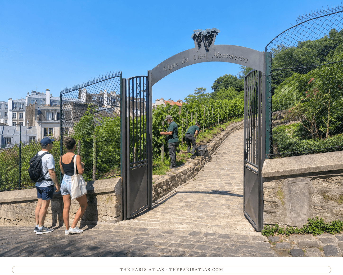 Gardeners tending vines beyond the open gate of the Clos Montmartre vineyard
