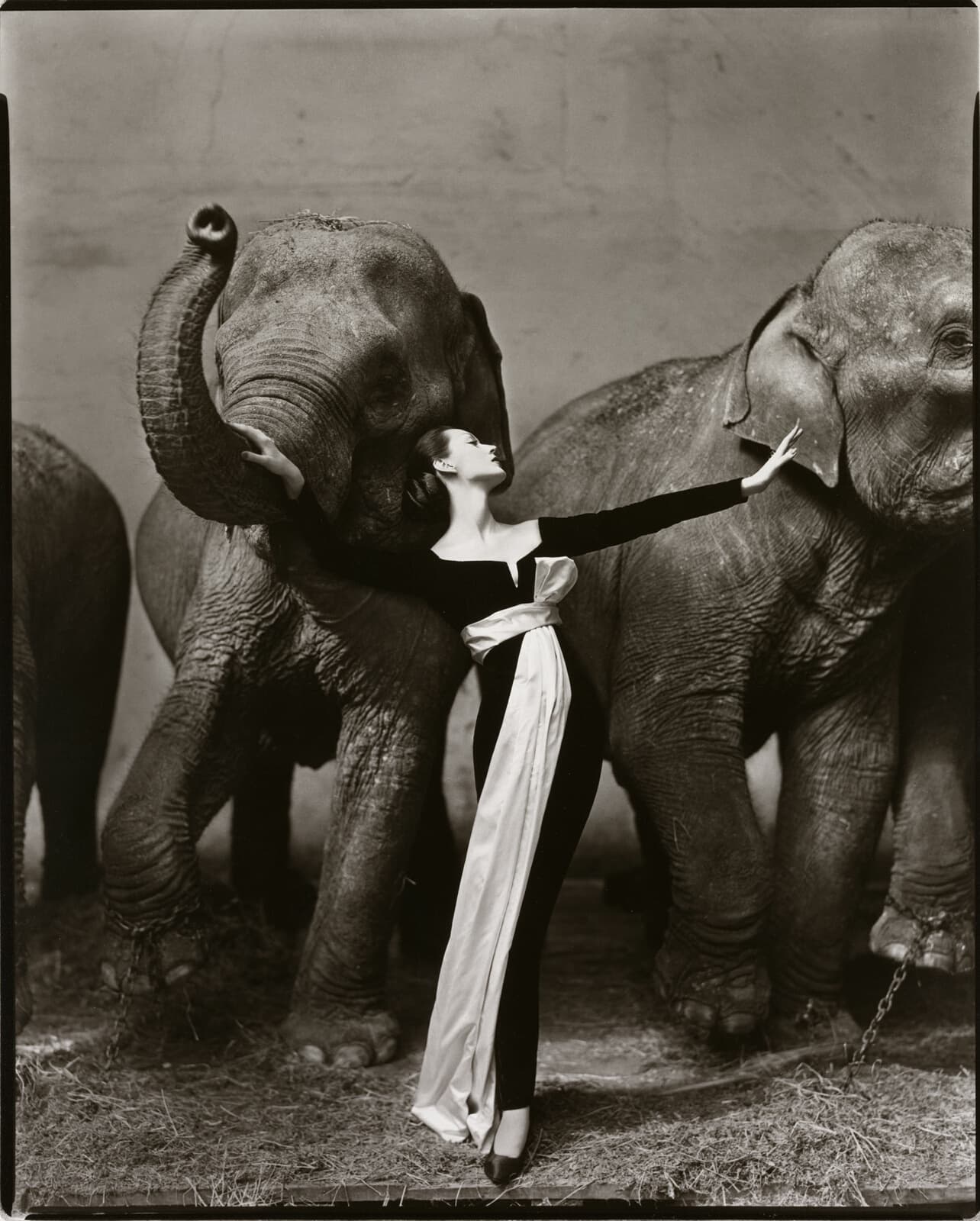 A woman in a long black evening dress with a white satin sash stands between three elephants on a floor of straw. Her head is tipped back with her eyes closed, her left palm rests flat on the nearest elephant's lower jaw, and her right arm reaches out level to a second elephant without touching it. The nearest animal's trunk is raised and curled at the tip, a chain is shackled to the right-hand elephant's foreleg, and a plain pale wall stands behind them