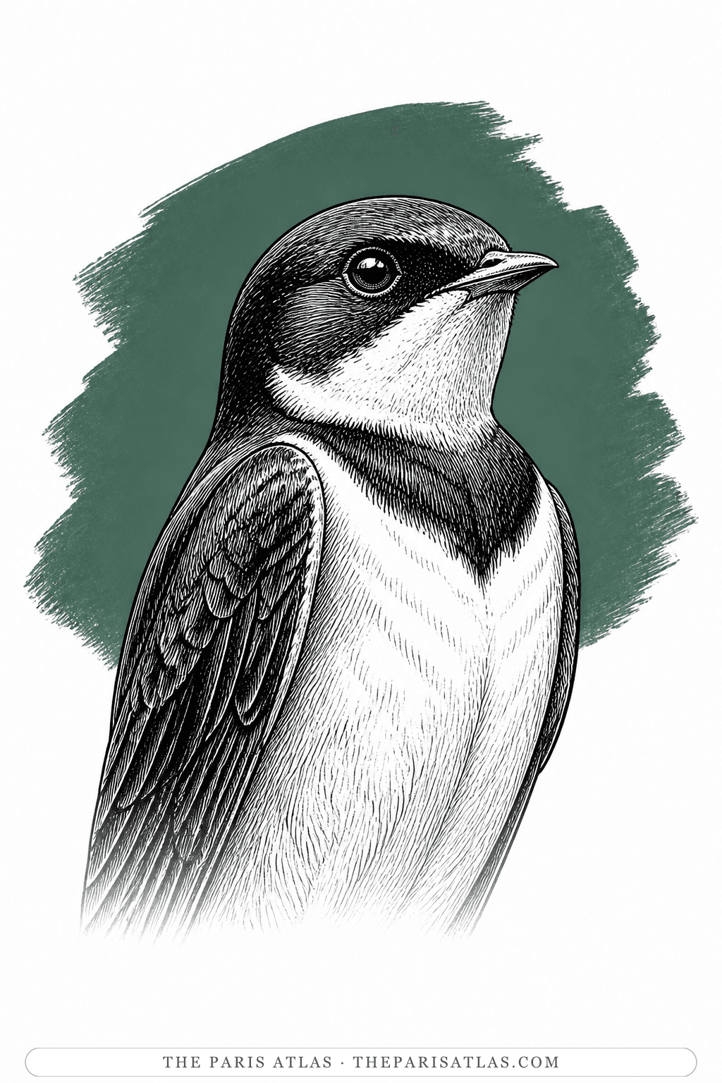 Illustrated portrait of The Swallow