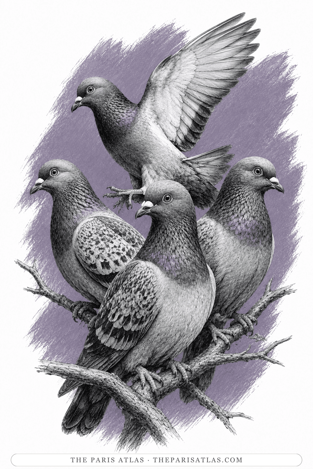 Illustrated portrait of The black cockerel